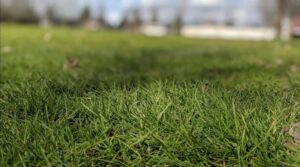A close-up of a patch of grass that is darker than the grass next to it